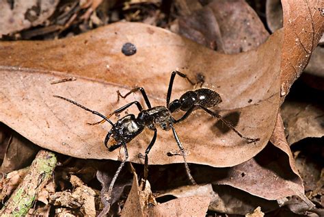 largest ant colony|Dinoponera gigantea .